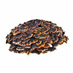 Auszug Coriolus 40%