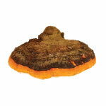 BIO-Pulver Chaga