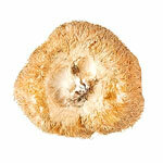 BIO-Pulver Hericium
