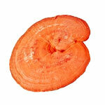 Auszug Reishi 30%
