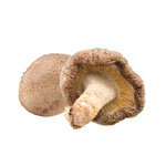 Auszug Shiitake 30%